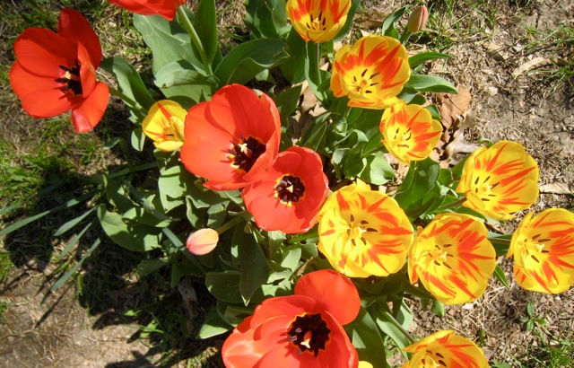 red and yellow tulips with black