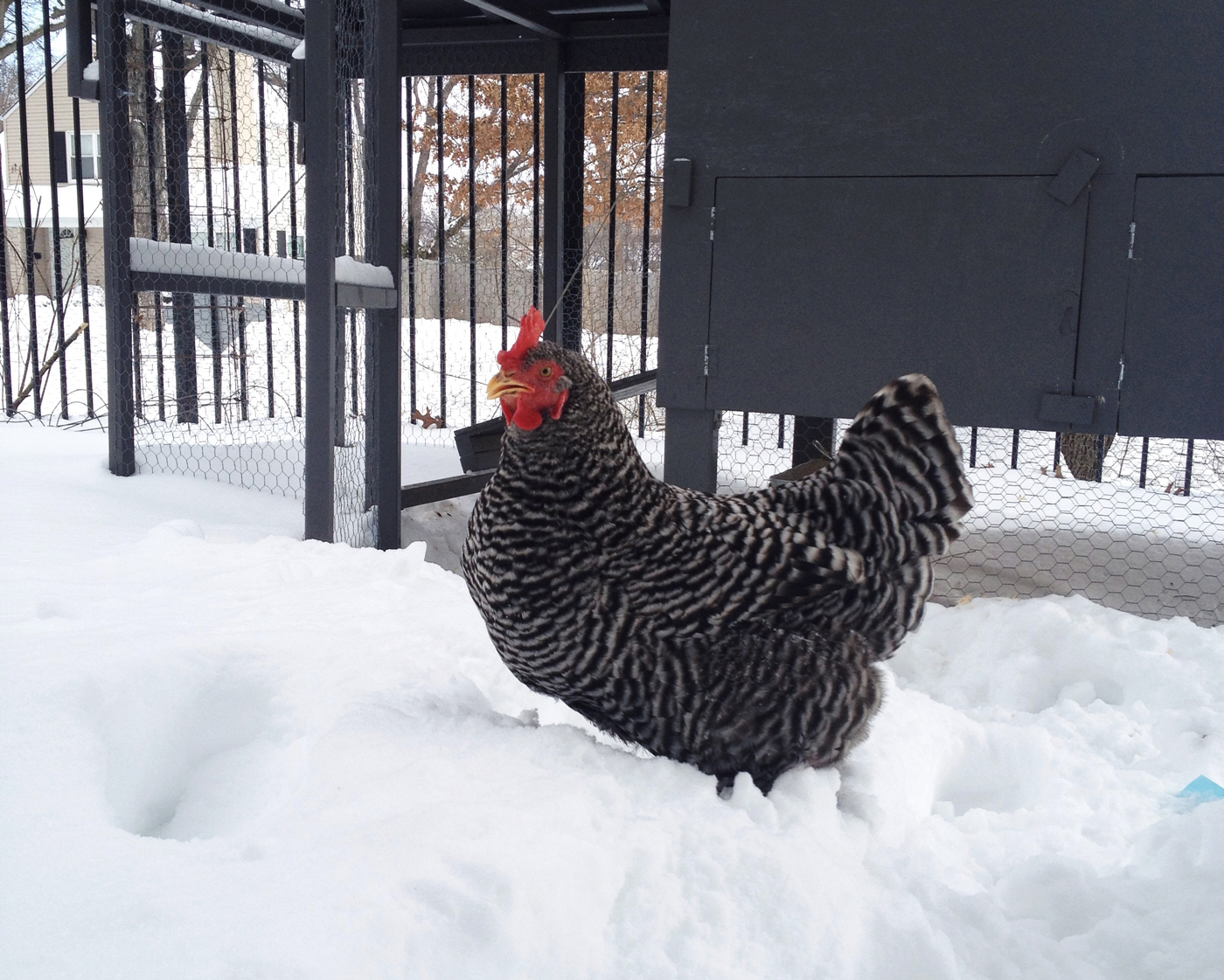 Our Barred Plymouth Rock, tromping through the snow after in 2013.