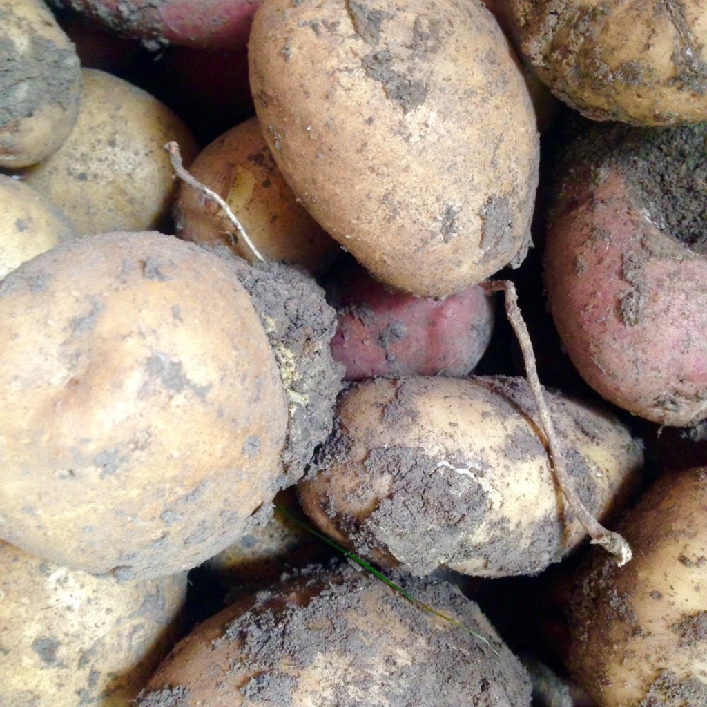 photo of potatoes