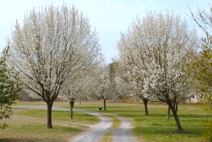 photo of bradford pear trees
